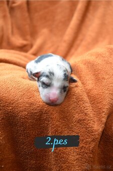 BORDER COLLIE - 8