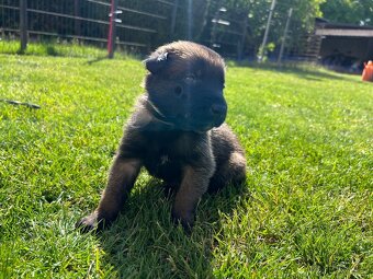 Belgický ovčák - malinois s PP - 8