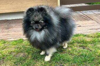 Pomeranian s PP FCI - 8