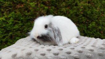 Zakrslý beránek, králíček, králík - MOLLY - 8
