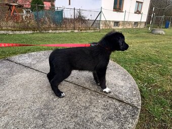 Kříženec border kolie - 8