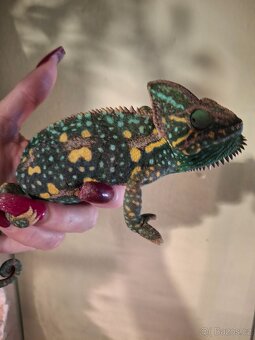 Chameleon jemenský - 8