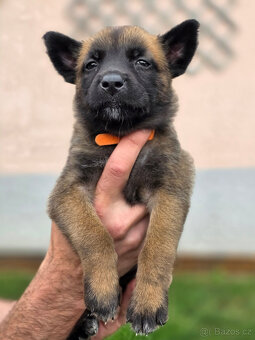 Prodám štěněta Belgický ovčák Malinois s PP - 8
