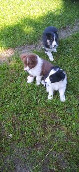 Border kolie - 8