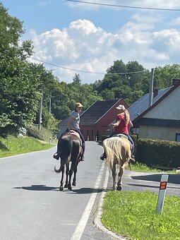 QH hřebec připouštění . - 8