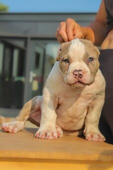 American Bully XL 🐾 - 8