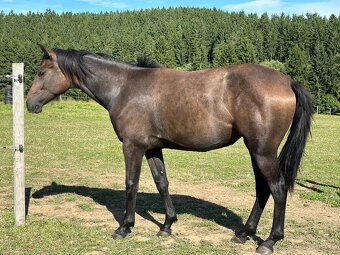 Mladá kobylka po Cornet de Lux - 8