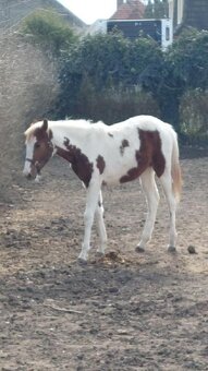 prodám klisničku podílovou american  paint horse. - 8