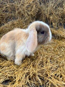 Mini lop mláďata k rezervaci - 8