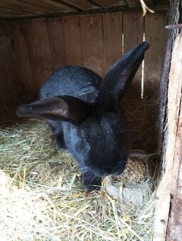 Samci Německých obrovitých strakačů NOS Ája kříženci obrů - 8