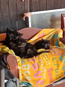 4 mala koťátka - 8