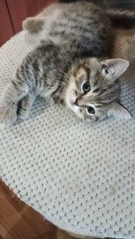 Britské whiskas kočičky s PP - 8