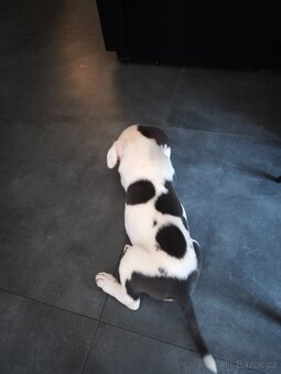 American Bully XL originální původní krev rodokmen ABKC USA - 8