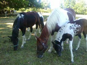 Prodám více koní - 8