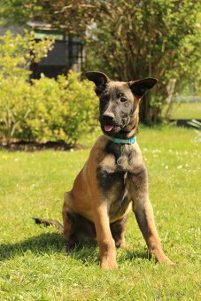 Belgický ovčák malinois - 8