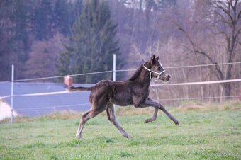 Prodám Appaloosa - 8