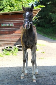 Prodám Appaloosa - 8