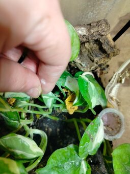 Pagekon řasnatý - 8