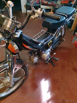 Jawa betka(Champ) - 8