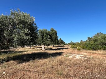 Stavební pozemek u moře 10.050m2 - 8