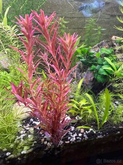 Akvarijní rostliny - 8