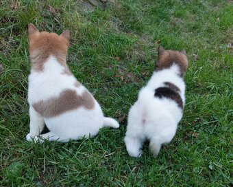 Shiba inu pinto s PP-1.vrh v ČR - 8