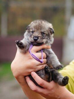 Saarloosův vlčák - prodej - 8