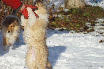 KOLIE DLOUHOSRSTA ZLATA - 8