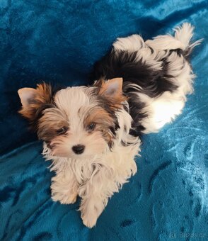 Biewer jork(Yorkshire)terier- fenka s pp - 8