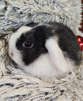 Minilop - anglický zakrslý beránek s VP - 8