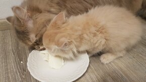 Koťata perská křížená s mainskou mývalí - volné nazrzlé - 8