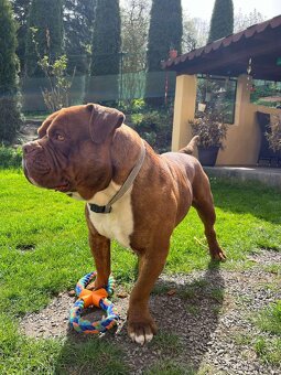 American Bully hledá milující domov - 8