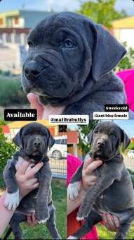 AMERICAN BULLY XL s PP - 8