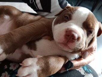 American Bully pocket size POCKET/STANDARD - 8