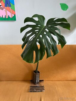 Monstera zakořeněné řízky 3ks - 8