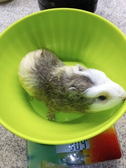 Morčata - samičky - 8