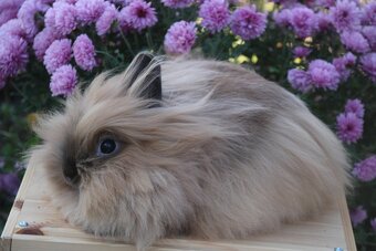 Krásná zakrslá samička teddy/lvíček s milou povahou - 8