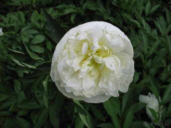 Cibule narcisů, tulipánů,trsy kopretin,řebříčků a pivoněk - 8