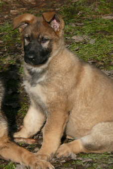 Šteniatka NO s PP - 8