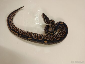 Krajta královská - 8