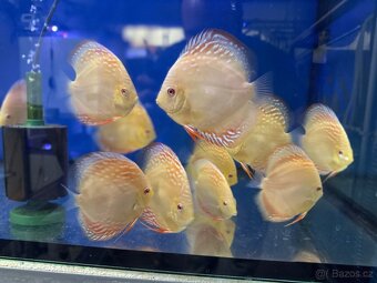 Terčovec Discus - 8
