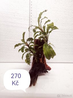 Bucephalandra - 8