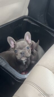 Francouzský buldoček - 8