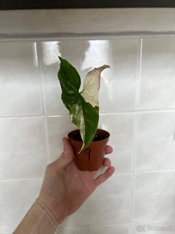 Syngonium variegata - 8