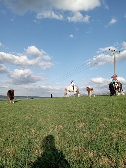 Irský cob-kobylka předběžná rezervace - 8