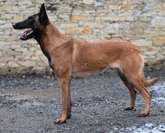 Belgický ovčák - malinois FCI - 8