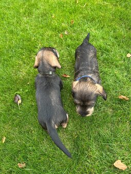 Jezevčík standard drsnosrstý s PP - 8