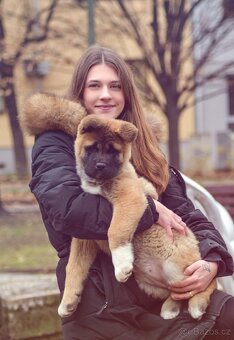 Americká akita s pp - 8