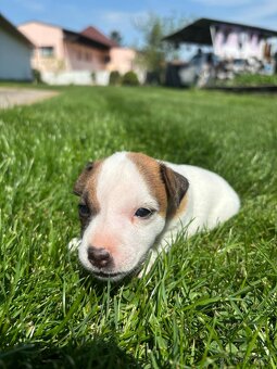 Jack russel teriér - 8