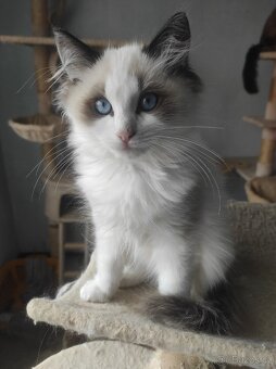 Koťata Ragdoll bez PP - 8